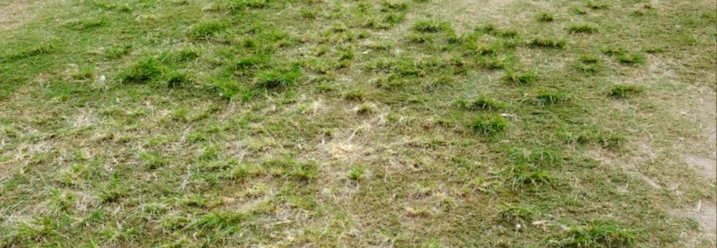 Trockener, gelber Rasen